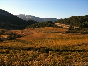 vineyards in the nearby valley